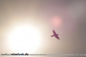 210_vogel_frei_reisen